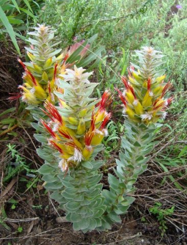 Mimetes hirtus